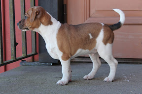 Nimbus 10 veckor c.jpg